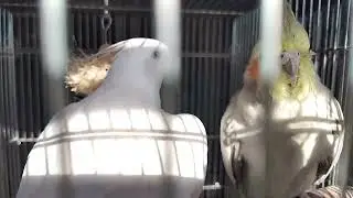 みずぽん一家　日常その１　にけパパのおしゃべり