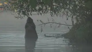 A North American Beaver in the mist reaches up to the bushes growing on its northern USA lodge