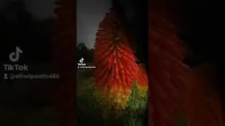 Amazing plants 🪴 #viral #uk #plants  #flowers #philippines #usa #india