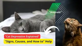 🐱 