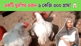 অবাক করা কাণ্ড! একটি ব্রয়লার মুরগির ওজন ৬ কেজি ৩০০ গ্রাম! 🐔 | নারী উদ্যোক্তার অবিশ্বাস্য সাফল্য