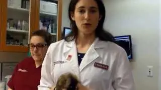 Deslorelin implant hormone therapy to treat adrenal disease in ferrets