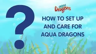 How to Set Up and Care for Aqua Dragons