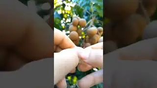Yummy Longan #satisfying #short