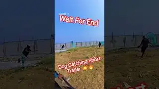 Gojo Double Dog Miss Fielding #gojo​ #dog​ #streetdogrevival​ #ytshorts​ #miss​ #dogs​ #dogshorts​