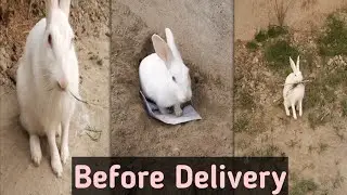 Pregnant Rabbit Making Nest For Baby | New Zealand White Rabbit Before Giving Birth | Pet Home