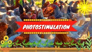 VET ENDO | Avian Reproduction: Photostimulation | Student Output