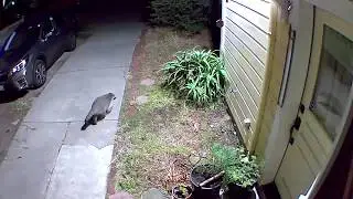 Berzerkeley in Berkeley - Huge Raccoon!