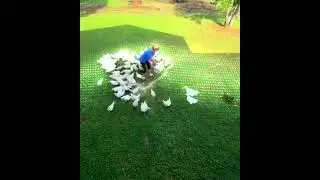 Adorable Duck Love Story | Cute Animal Romance  #CuteAnimals #AnimalRomance #DuckCouple#AnimalsOfYT