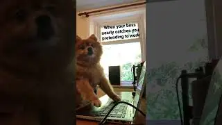 Bosses? Do we need them? Always getting on my nerves #boss #bosses #work #office #dog #pomeranian