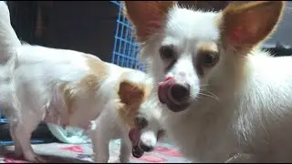 หมาซอมบี้ zombie dog กำลังถ่ายทอดสด!