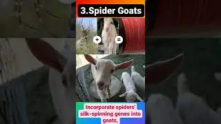 TOP 5 Genetically modified animal's #biology #science #biotech