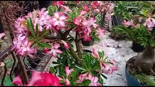 Mulamoottil gardens, Nilamel