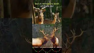 Female Reindeer Have ANTLERS!🦌🦌🦌#animals #animalfacts #shorts