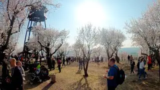 Blooming almond trees in Hustopeče | POV | 4K 60fps