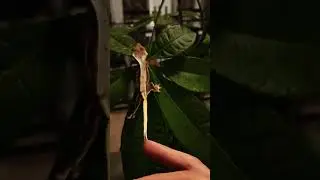 Leaping Lizard 🦎 &hearts;️