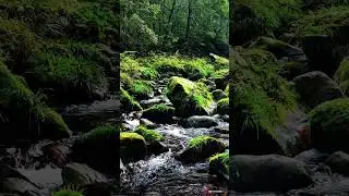 &ldquo;Pure Nature Sounds 🌿 Relaxing Forest Stream ASMR&rdquo;