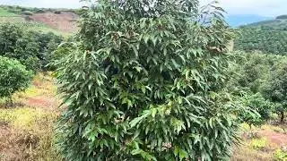3.6 héc sầu riêng , nhà xây, điện 3 pha, ôm suối quanh giá quá ok lh 0967879707