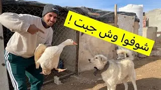 تجهيز المزرعة قبل جلب الحيوانات الجديدة 