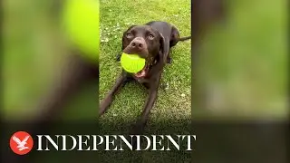 Moment dog chooses name of owner's new baby boy