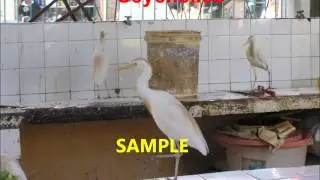 ANP Video 2014 2HD