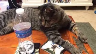 Cat's knocking stuff over