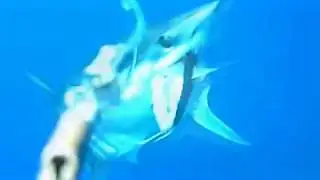 marlin underwater mako underwater tuna underwater - PECHEXTREME
