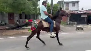 #single footing horse #sultan