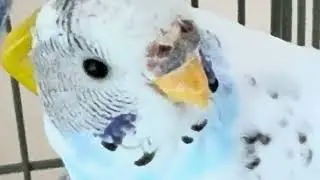 Houdini the Parakeet Close up! 