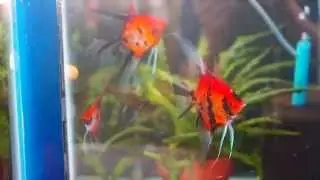 Koi Pair #981 for sale by Angels Plus