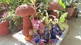 पानी में कटिंग से लगने वाले पौधे simple garden idea  bottles DIY  wine BOTTLE