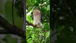The Beautiful Shikra Hawk
