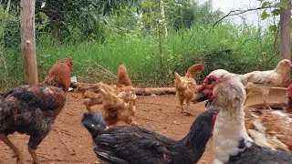 COMO FOI MEU DIA HOJE COM MINHAS GALINHAS E ANIMAIS AQUI NO SÍTIO 