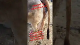 top class Rathi Gau Mata 18 litre milk capacity for sall
