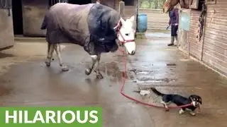 Dachshund takes horse for a stroll
