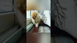 unboxing dude lezi vs Newpershin cat