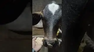 |Cute #cow​ baby|#shorts​ #cowvideos​ #cowshortvideo​ #cutecowbaby​| #cowsounds​ #viralshortcow​