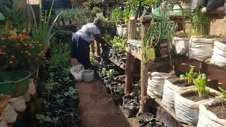 Applying Organic Fertilizers On Our Vegetables. 
