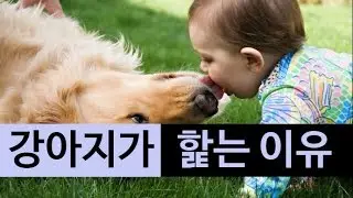 (랭킹박스) 강아지가 핥는 이유