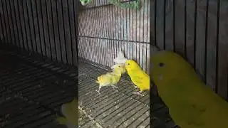 #birdsofinstagram #parrot #budgies #budgiesvideos #chicksfeed #for you