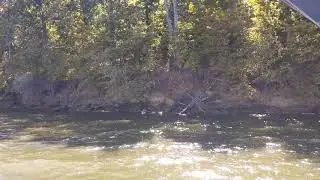 Wild Turkey swimming