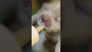 Newborn Cute Puppy Milk Feeding😍#puppylove#doglovers
