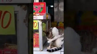 poor cat buys❤&zwj;🔥 firecrackers#fireworks#experiment#shortvideo #cat