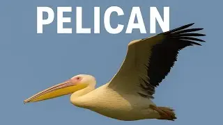 Epic Pelican Show at Bharatpur Bird Sanctuary