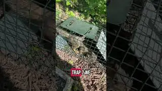 Checking our live traps #trap #trapping #livetrap #raccoon #quail #squirrel #outdoorsman