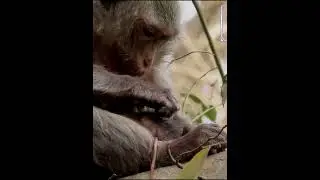 Old mommy monkey trying to nurse baby on high tree #adorablemonkey #babymonkey #babymonkeyvideo