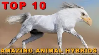 Top 10 Most Amazing Animal Hybrids Genetically Created