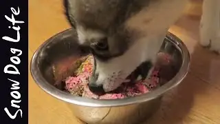 Chicken and salmon mix |DOG RAW FOOD DIET| *Mukbang*