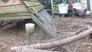 Live Coop Cam