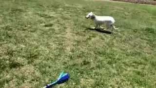 Beans The Whippet Demos Flirt Pole